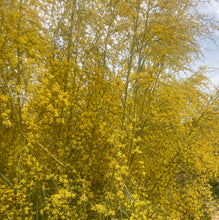 Load image into Gallery viewer, Lemon Yellow Silk Velvet Ribbons