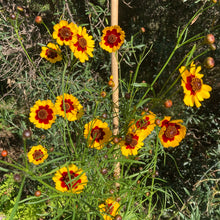 Load image into Gallery viewer, Autumn Coreopsis mini~collection