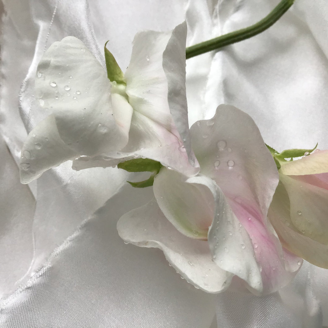White Silk Chiffon Ribbons